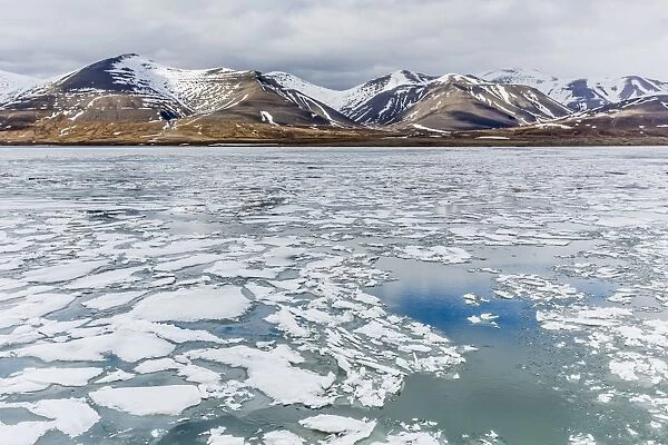 The seasons last remaining shore fast ice in Bellsund, Spitsbergen, Svalbard, Norway, Scandinavia, Europe