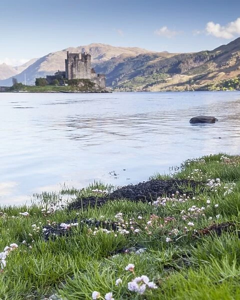 Seathrift flowers in front of Eilean Donan castle and Loch Duich, Highlands, Scotland, United Kingdom, Europe