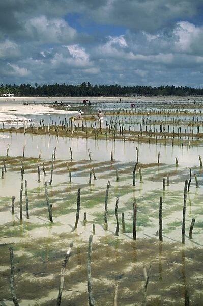 Seaweed crop, Zanzibar, Tanzania, East Africa, Africa