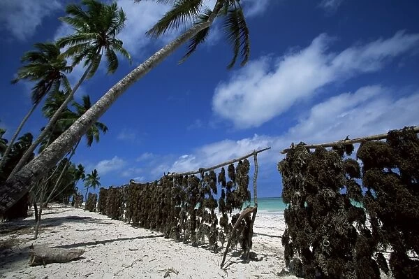 Seaweed drying in the sun, Uroa beach, Zanzibar, Tanzania, East Africa, Africa