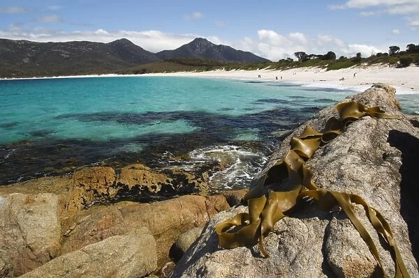 Seaweed and lichen covered rock on Wineglass Bay, Coles Bay, Freycinet Peninsula, Freycinet National Park, Tasmania, Australia