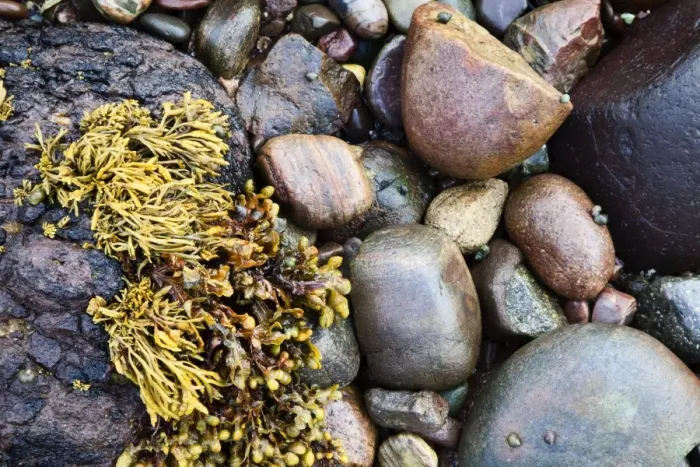 Framed Print : Seaweed and stones on beach at Catterline, Aberdeenshire, Scotland, United Kingdom, Europe Framed Print : Seaweed and stones on beach at Catterline, Aberdeenshire, Scotland, United Kingdom, Europe