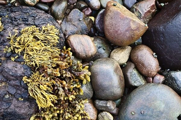 Seaweed and stones on beach at Catterline, Aberdeenshire, Scotland, United Kingdom, Europe