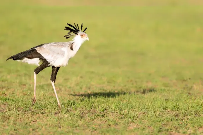 Framed Print : Secretary bird, Masai Mara, Kenya, East Africa, Africa Framed Print : Secretary bird, Masai Mara, Kenya, East Africa, Africa