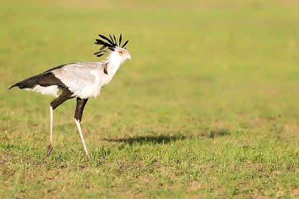 Secretary bird, Masai Mara, Kenya, East Africa, Africa