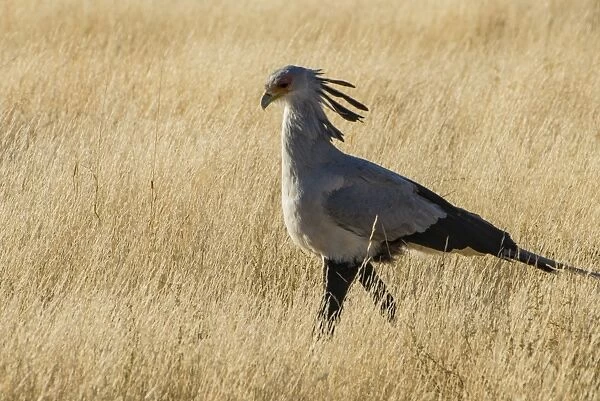 Secretary bird (Sagittarius serpentarius), Kalahari Transfrontier Park, South Africa