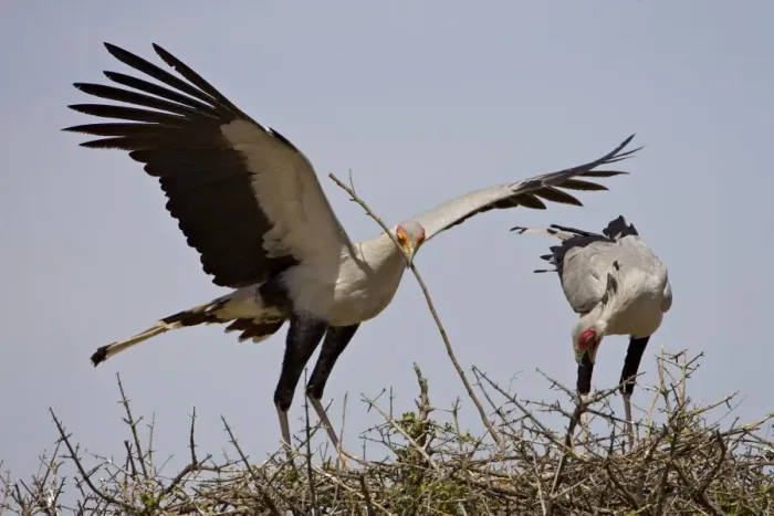 Framed Print : Secretarybird Framed Print : Secretarybird