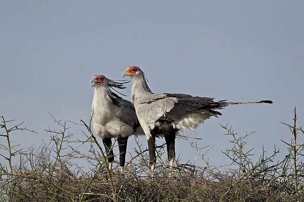 Secretarybird (Sagittarius serpentarius) pair atop their nest, Serengeti National Park