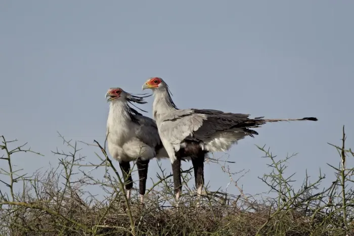 Framed Print : Secretarybird (Sagittarius serpentarius) pair atop their nest, Serengeti National Park Framed Print : Secretarybird (Sagittarius serpentarius) pair atop their nest, Serengeti National Park