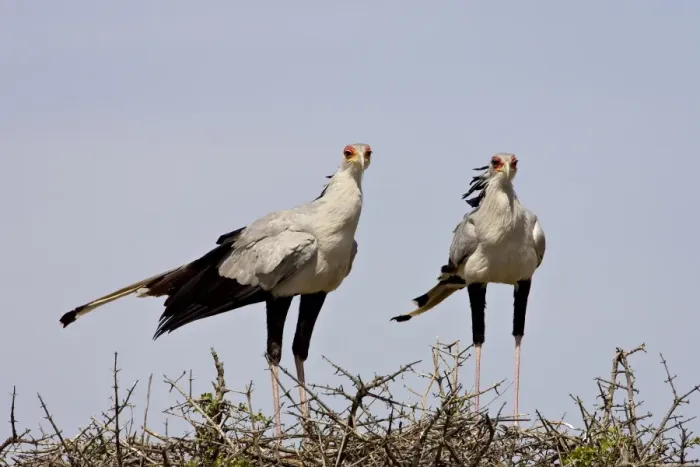 Framed Print : Secretarybird (Sagittarius serpentarius) pair upon their nest Framed Print : Secretarybird (Sagittarius serpentarius) pair upon their nest