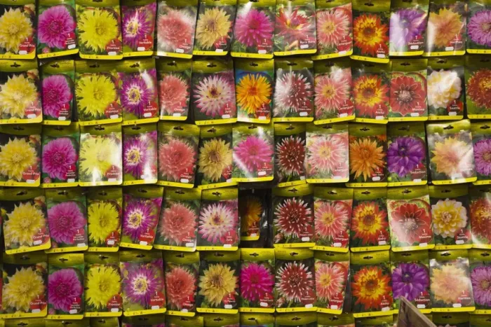 Framed Print : Seed packets, Bloemenmarkt (flower market), Amsterdam, Netherlands, Europe Framed Print : Seed packets, Bloemenmarkt (flower market), Amsterdam, Netherlands, Europe