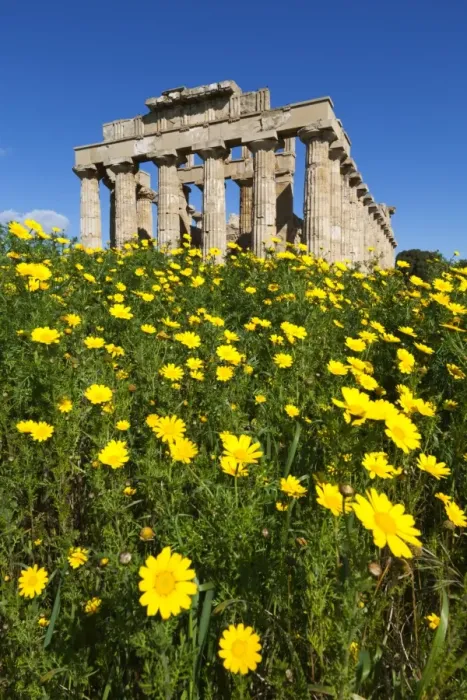 Framed Print : Selinus Greek Temple in spring, Selinunte, Sicily, Italy, Europe Framed Print : Selinus Greek Temple in spring, Selinunte, Sicily, Italy, Europe