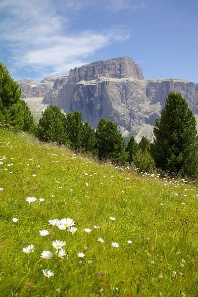 Sella Pass and daisies, Trento and Bolzano Provinces, Italian Dolomites, Italy, Europe