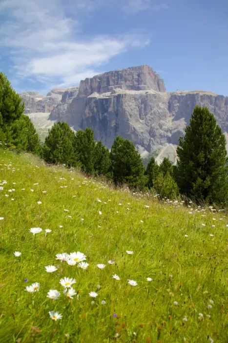 Framed Print : Sella Pass and daisies, Trento and Bolzano Provinces, Italian Dolomites, Italy, Europe Framed Print : Sella Pass and daisies, Trento and Bolzano Provinces, Italian Dolomites, Italy, Europe