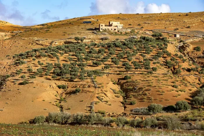 Framed Print : Semi-arid landscape with olive trees near Tazert, Al Haouz province, Morocco Framed Print : Semi-arid landscape with olive trees near Tazert, Al Haouz province, Morocco
