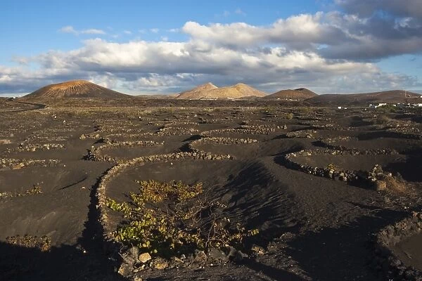 Semi-circles of lava rock to protect crops from the strong winds in the harsh volcanic landscape of Timanfaya National Park, Lanzarote, Canary Islands, Spain, Atlantic