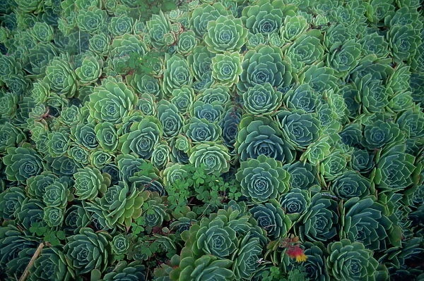Sempervivum montanum, Westport, South Island, New Zealand, Pacific