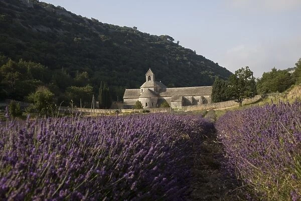 Senanque Abbey and lavender field, Vaucluse, Provence, France, Europe