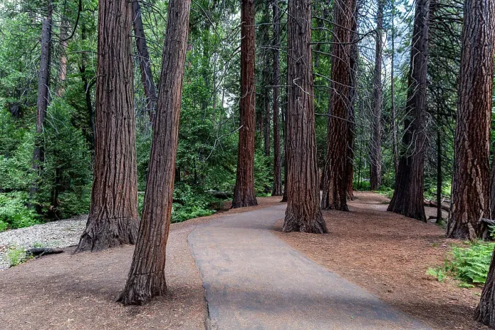 Framed Print : Sequoia trees in the Yosemite National Park, UNESCO World Heritage Site, California, United States of America, North America Framed Print : Sequoia trees in the Yosemite National Park, UNESCO World Heritage Site, California, United States of America, North America
