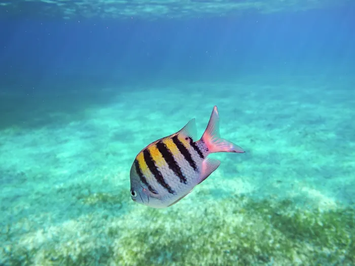 Framed Print : The sergeant major or pintano fish(Abudefduf saxatilis) seen during the Palancar Gardens, El Cielito and Colombia Deep Reef Snorkelling Tour, Cozumel Island, Quintana Roo State Framed Print : The sergeant major or pintano fish(Abudefduf saxatilis) seen during the Palancar Gardens, El Cielito and Colombia Deep Reef Snorkelling Tour, Cozumel Island, Quintana Roo State