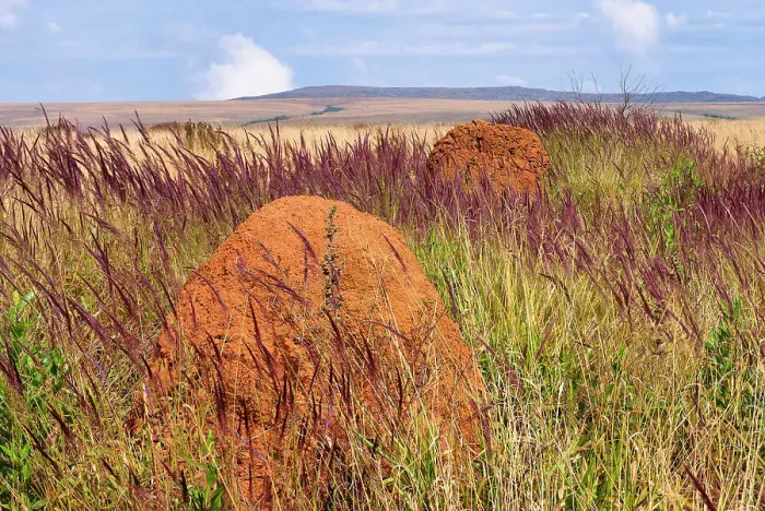 Framed Print : Serra da Canastra landscape with Melinis minutiflora herbs, Capin Melao, and termite mound, Minas Gerais, Brazil, South America Framed Print : Serra da Canastra landscape with Melinis minutiflora herbs, Capin Melao, and termite mound, Minas Gerais, Brazil, South America