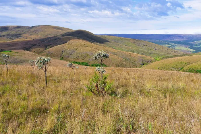 Framed Print : Serra da Canastra landscape and vegetation, Minas Gerais, Brazil, South America Framed Print : Serra da Canastra landscape and vegetation, Minas Gerais, Brazil, South America