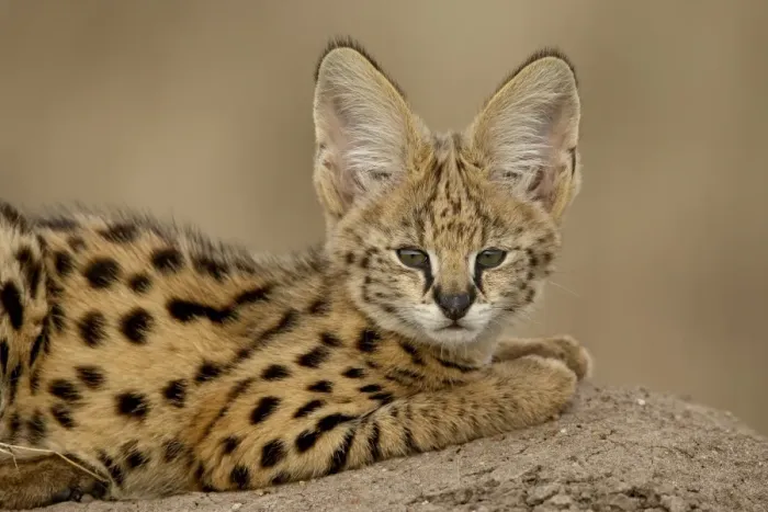 Framed Print : Serval (Felis serval) cub on termite mound, Masai Mara National Reserve Framed Print : Serval (Felis serval) cub on termite mound, Masai Mara National Reserve