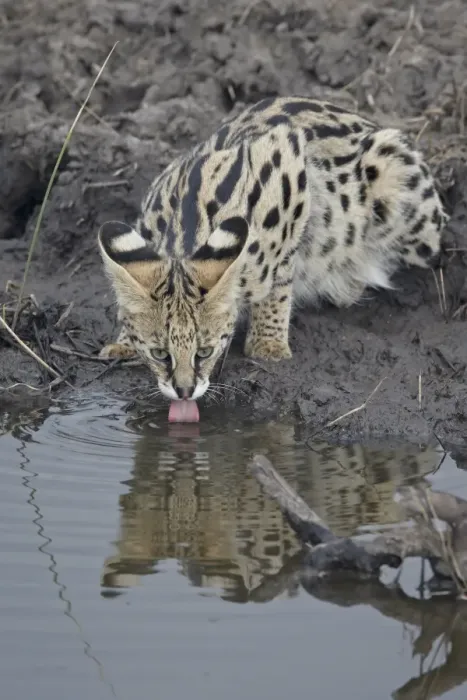 Framed Print : Serval (Felis serval) drinking, Masai Mara National Reserve, Kenya, East Africa, Africa Framed Print : Serval (Felis serval) drinking, Masai Mara National Reserve, Kenya, East Africa, Africa