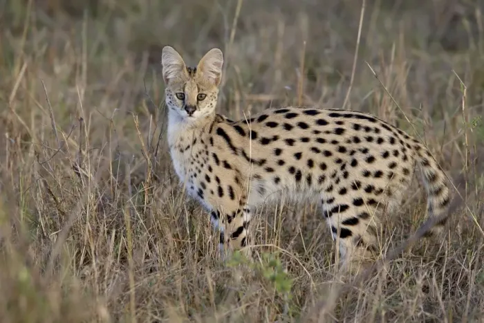 Framed Print : Serval (Felis serval), Masai Mara National Reserve, Kenya, East Africa, Africa Framed Print : Serval (Felis serval), Masai Mara National Reserve, Kenya, East Africa, Africa