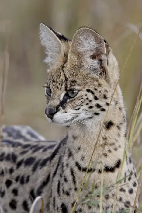 Framed Print : Serval (Felis serval), Masai Mara National Reserve, Kenya, East Africa, Africa Framed Print : Serval (Felis serval), Masai Mara National Reserve, Kenya, East Africa, Africa