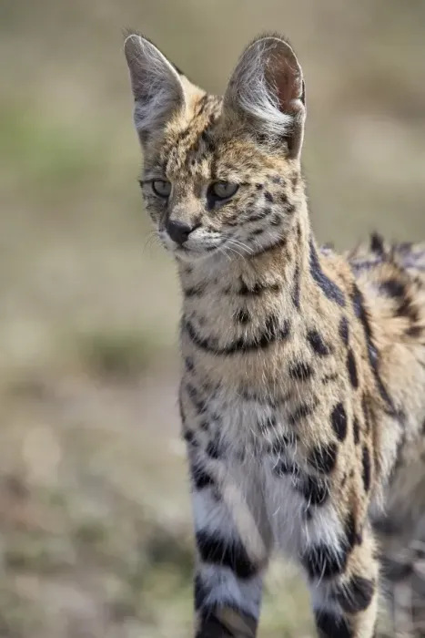 Framed Print : Serval (Felis serval), Ngorongoro Conservation Area, Tanzania, East Africa, Africa Framed Print : Serval (Felis serval), Ngorongoro Conservation Area, Tanzania, East Africa, Africa