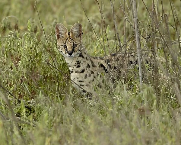 Serval (Felis serval), Ngorongoro Crater, Tanzania, East Africa, Africa