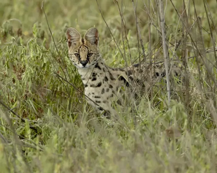 Framed Print : Serval (Felis serval), Ngorongoro Crater, Tanzania, East Africa, Africa Framed Print : Serval (Felis serval), Ngorongoro Crater, Tanzania, East Africa, Africa