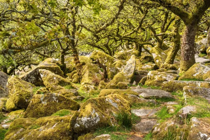 Framed Print : Sessile oaks and moss in Wistmans Wood, Dartmoor, Devon, England, United Kingdom Framed Print : Sessile oaks and moss in Wistmans Wood, Dartmoor, Devon, England, United Kingdom