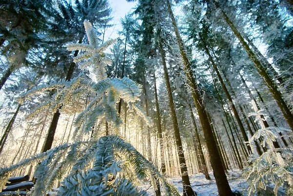 Setting sun illuminating the frozen forest of Koenigstuhl mountain (Kings Chair)
