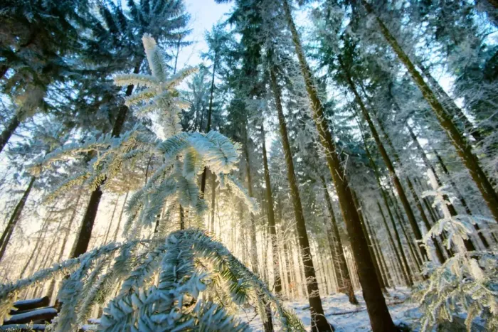 Framed Print : Setting sun illuminating the frozen forest of Koenigstuhl mountain (Kings Chair) Framed Print : Setting sun illuminating the frozen forest of Koenigstuhl mountain (Kings Chair)