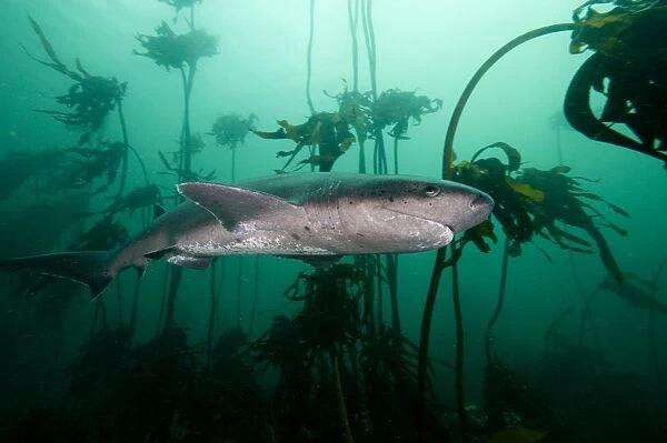 Seven gill shark, Cape Town, South Africa, Africa