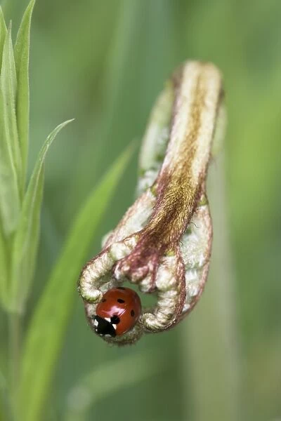 Seven-spot ladybird (Coccinella septempunctata), Lancashire, England, United Kingdom