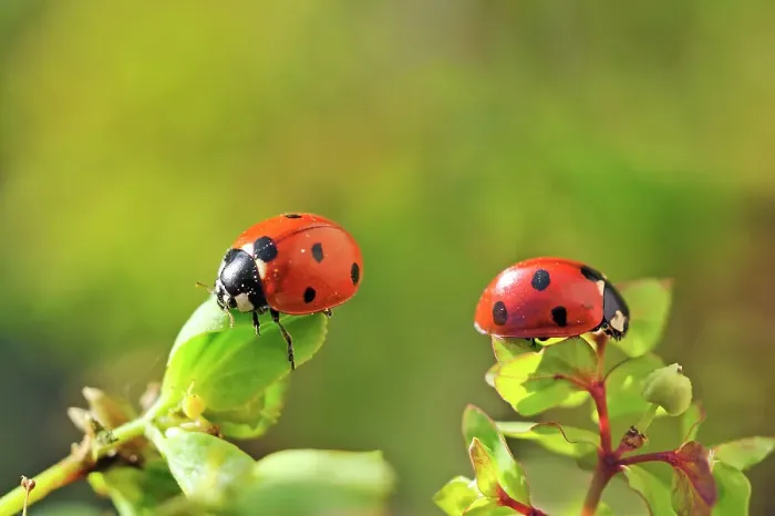 Framed Print : Seven-spot ladybirds (Coccinella septempunctata), France, Europe Framed Print : Seven-spot ladybirds (Coccinella septempunctata), France, Europe