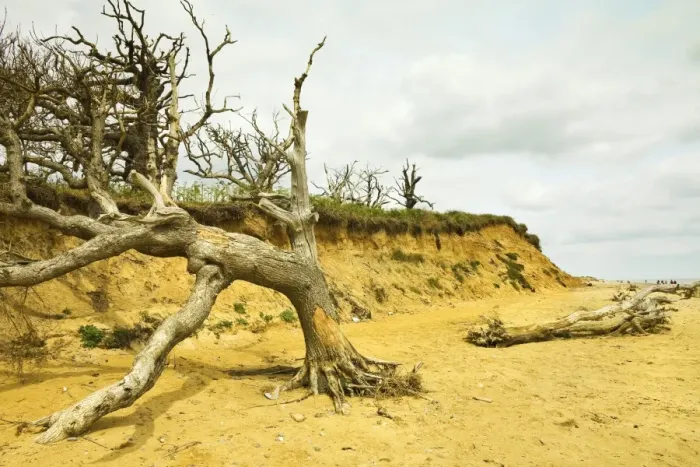 Framed Print : Severe erosion of loose Quaternary glacial sands on this coast that has retreated more than 500m since the1830s, Covehithe, Suffolk, England, United Kingdom, Europe