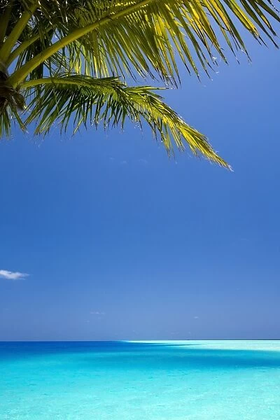 Shades of blue and palm tree, tropical beach, Maldives, Indian Ocean, Asia
