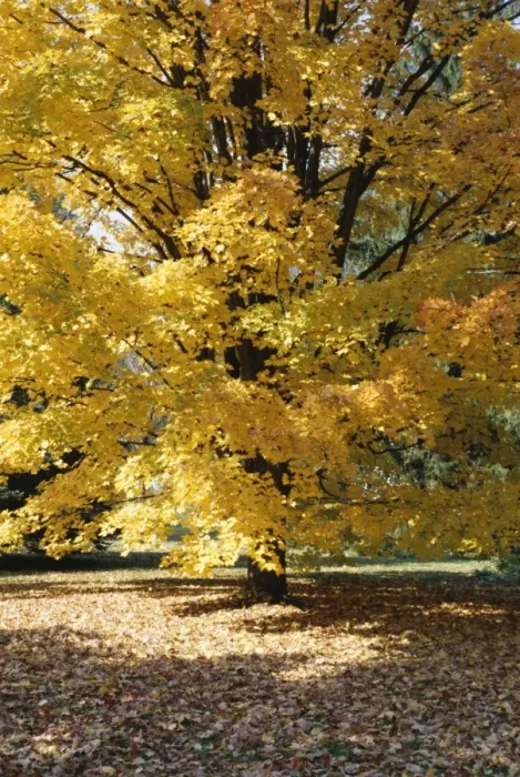 Framed Print : Shades of yellow Framed Print : Shades of yellow