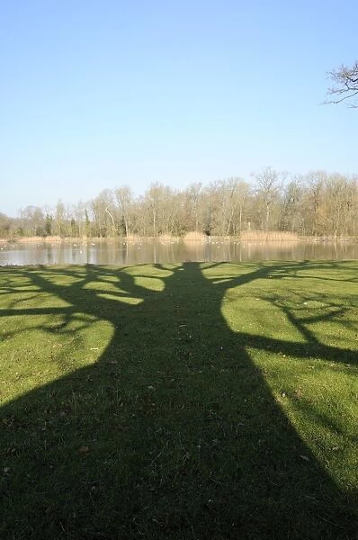 Shadow cast by large English Oak tree (Quercus robur) on grassy margins of ornamental lake, Corsham, Wiltshire, England, United Kingdom, Europe