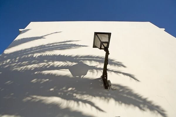 Shadow of palm tree on white wall. Vejer de la Frontera, Andalucia, Spain, Europe