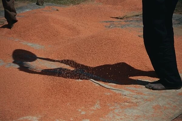Shadow of worker on lentils, Ankober, Ethiopia, Africa