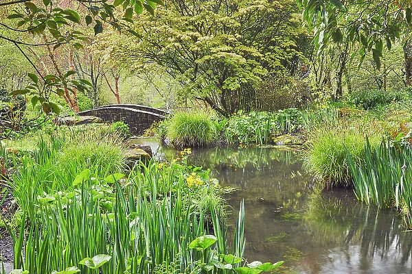 A shady plant-lined stream runs through the heart of the garden, RHS Rosemoor Garden, Great Torrington, Devon, England, United Kingdom, Europe