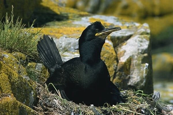 Shag on nest, Farne Islands, Northumberland, England, United Kingdom, Europe