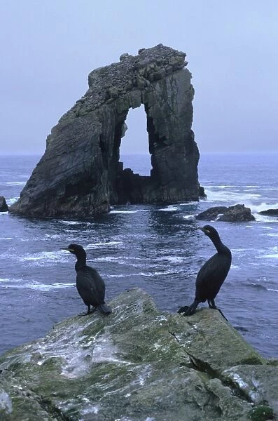 Shags and Gaada Stack, a natural arch 45 m high, old red sandstone, Foula