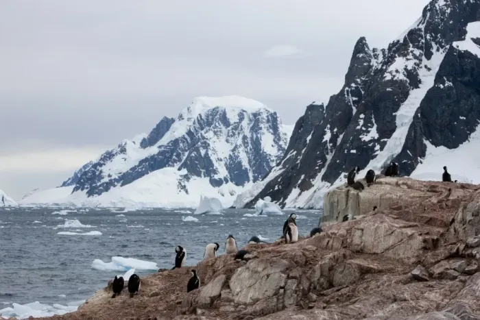 Framed Print : Shags and penguins on Petersmann Island, Antarctica, Polar Regions Framed Print : Shags and penguins on Petersmann Island, Antarctica, Polar Regions