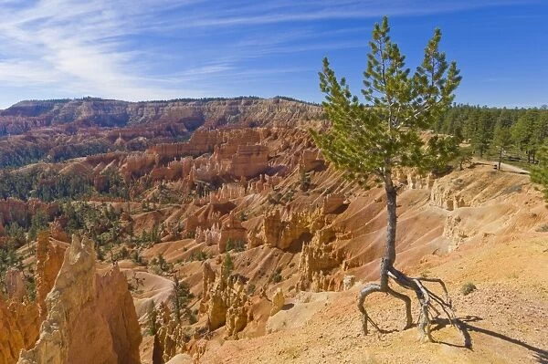 Shallow rooted pine (Limber pine) (Pinus flexilis), at the edge of Bryce Amphitheater